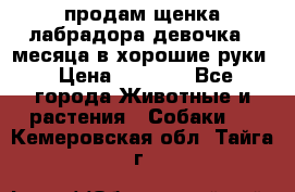 продам щенка лабрадора девочка 2 месяца в хорошие руки › Цена ­ 8 000 - Все города Животные и растения » Собаки   . Кемеровская обл.,Тайга г.